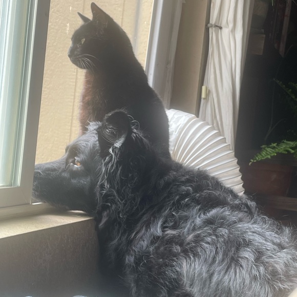 Meet your Posher, Alicia - Picture 5 of 7